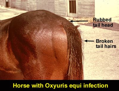 Diagnosis - Oxyuris Equi