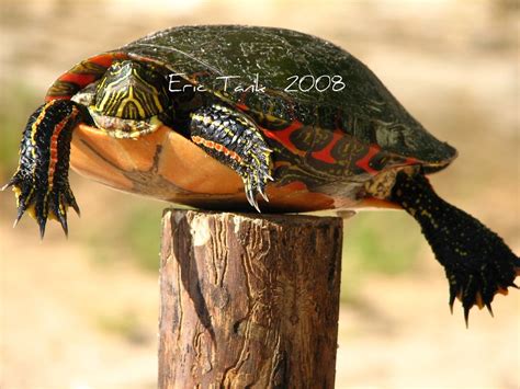 Post Turtle...the original one. All the other ripped off shots came ...