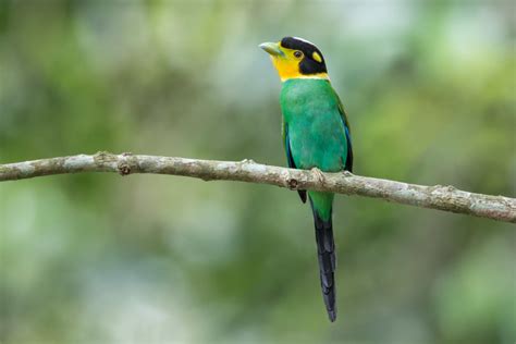 THE LONG-TAILED BROADBILL