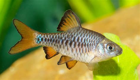 20+ Different Types of Barb Fish (With Pictures) - You Should Know About