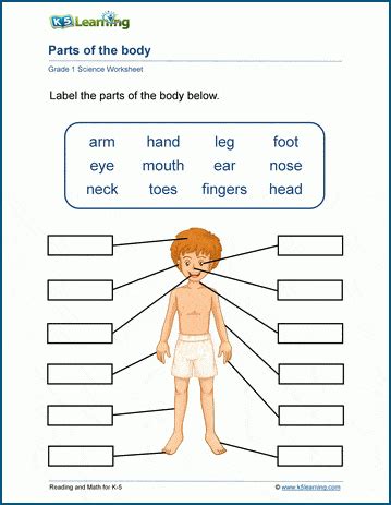 spate absență a preda parts of the body exercises pdf Destin vorbitor ...