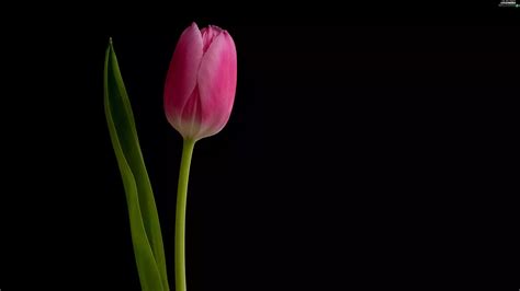 Pink, Black, background, tulip - Flowers wallpapers: 3840x2160