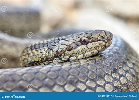 Smooth Snake (Coronella Austriaca) in Natural Habitat Stock Image ...