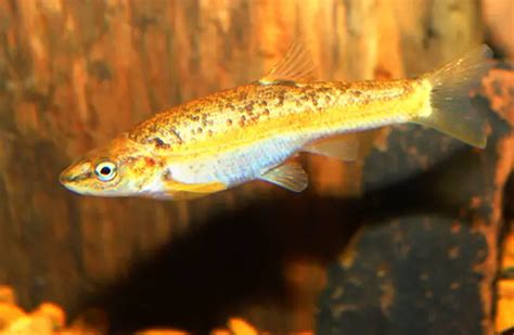 Dace - Description, Habitat, Image, Diet, and Interesting Facts