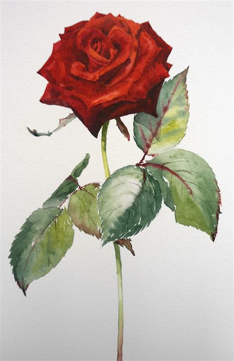 Painting Roses in Watercolour | ArtTutor