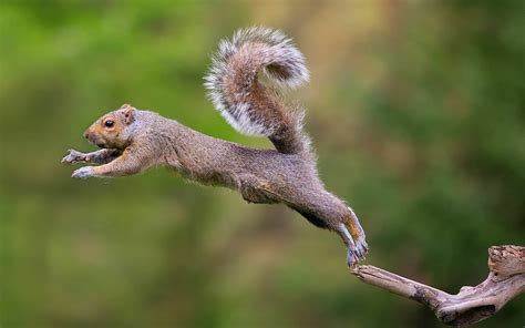 How Far Can a Squirrel Jump? - Birdwatching Buzz