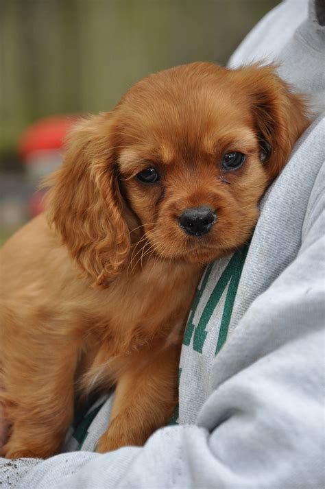 Ruby Cavalier King Charles Spaniel Puppies … | King charles cavalier ...