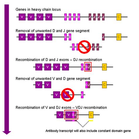 11.7B: Antibody Genes and Diversity - Biology LibreTexts