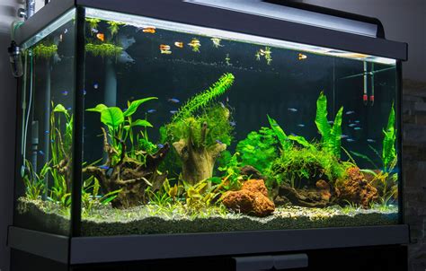 "Aquarium Science" has some new planted tank articles | Page 3 | UK ...