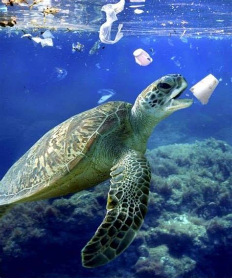 Pin by Olga Pereira-Cotto on Contaminación | Plastic pollution, Water ...