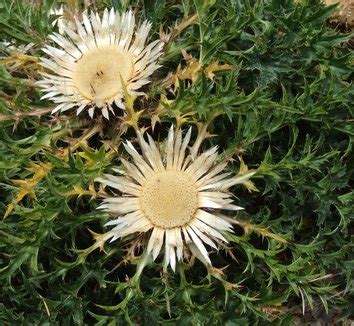 Carlina from multiple nurseries on Plant Lust