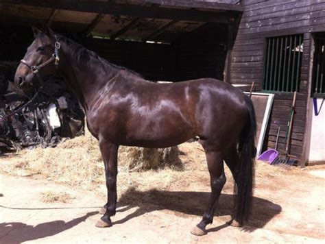 Horses and ponies for sale under £1,000 - Horse & Hound