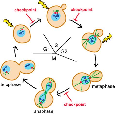 Frontiers | The DNA damage checkpoint: A tale from budding yeast