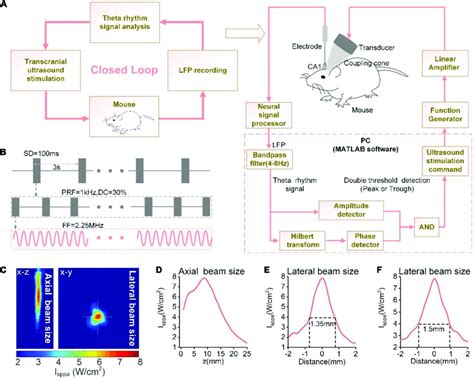 (A) The schematic of the phase-locked close-loop ultrasound stimulation ...