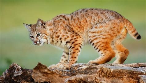 Bobcat Animal Totem Meanings on Whats-Your-Sign.com