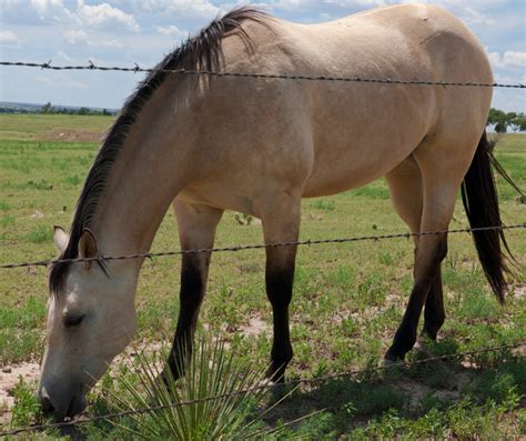 Everything You Need to Know About Buckskin Horses