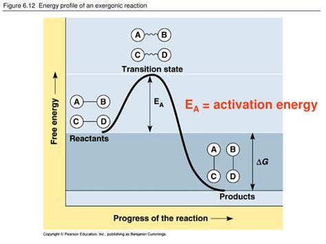 PPT - Endergonic and Exergonic Reactions PowerPoint Presentation - ID ...