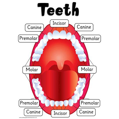 Types of Teeth Poster – Primary Classroom Resources