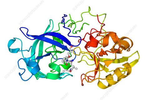 Renin and inhibitor complex - Stock Image - C003/3283 - Science Photo ...