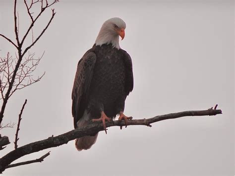 The 6 Best Places and Times to See Bald Eagles in New York - A-Z Animals