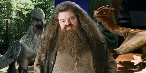 Harry Potter: How Did Hagrid Get All His Pets?