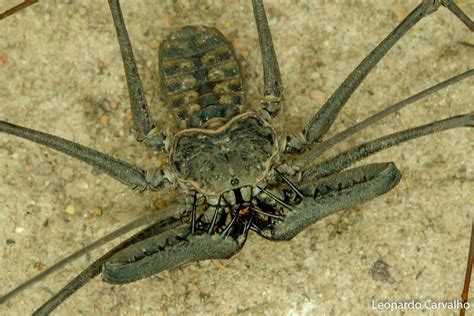 Amblypygi, Phrynidae, Heterophrynus longicornis - a photo on Flickriver