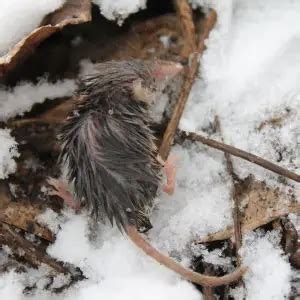 Common Shrew - Facts, Diet, Habitat & Pictures on Animalia.bio