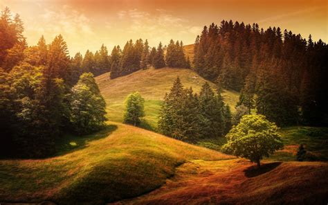 forest, Landscape, Trees Wallpapers HD / Desktop and Mobile Backgrounds