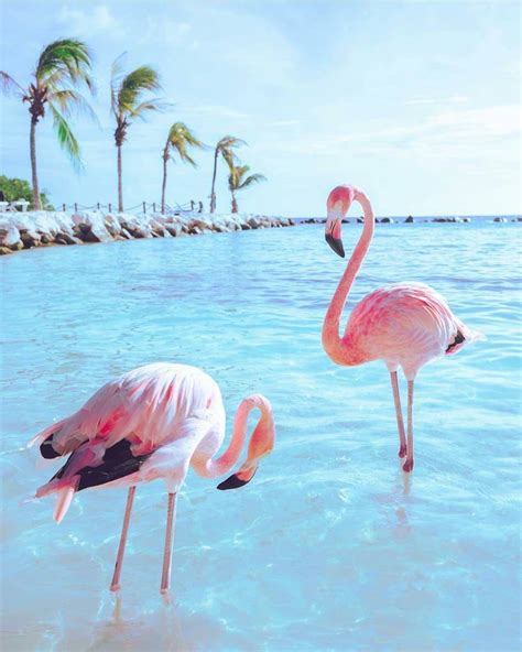 Flamingo Beach Wallpapers - Top Free Flamingo Beach Backgrounds ...