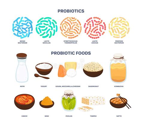 Vector Probiotic Foods. Best Sources of Probiotics. Beneficial Bacteria ...