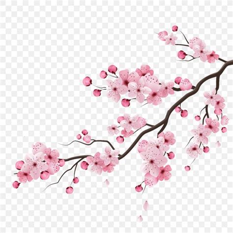 Cherry Blossom Vector Graphics Drawing Illustration, PNG, 1475x1475px ...