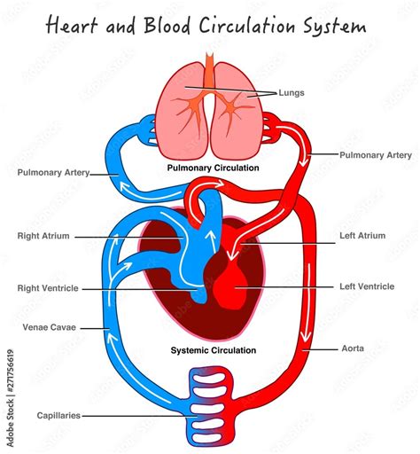 Blood circulatory system. Stylized heart anatomy, diagram. Human ...