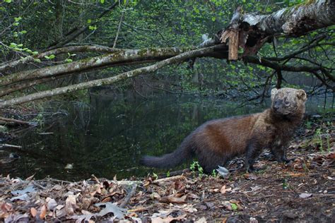 Do Fisher Cats Eat Raccoons