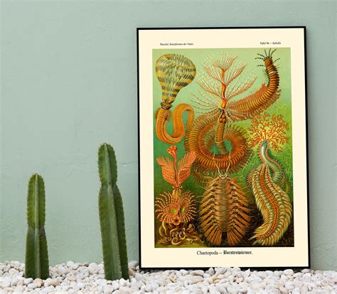 Marine Poster Marine Creature Illustration in Vintage Style | Etsy