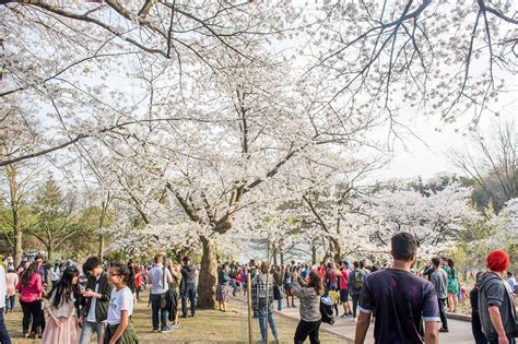 High Park cherry blossoms to start blooming this week