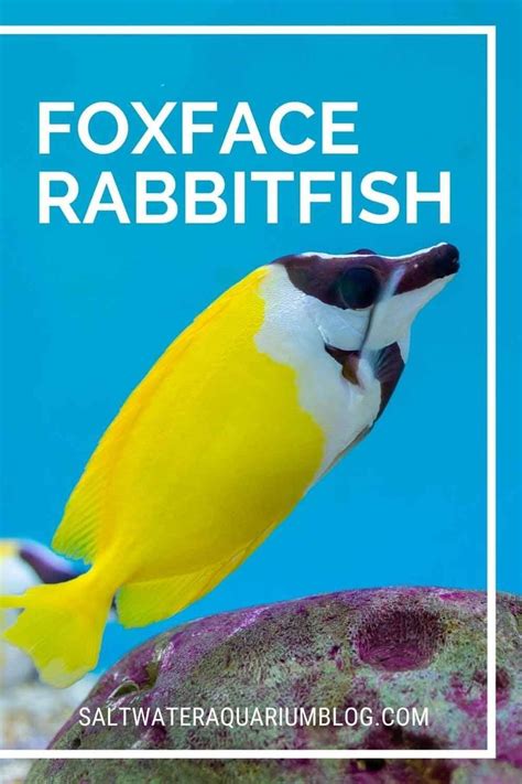 Gorgeous Foxface Rabbitfish: A Complete Care Guide