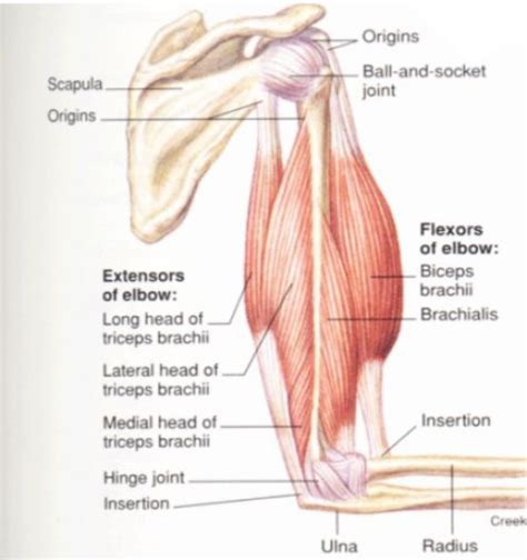 Stomach Muscle Anatomy - Anatomical Charts & Posters