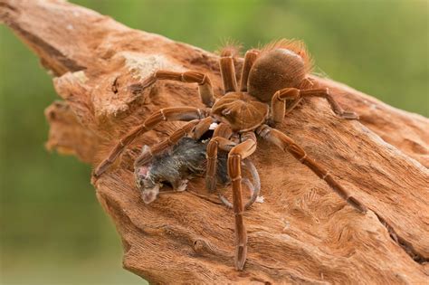 8 Horrifying Facts About the Goliath ‘Birdeater’ Spider From South America