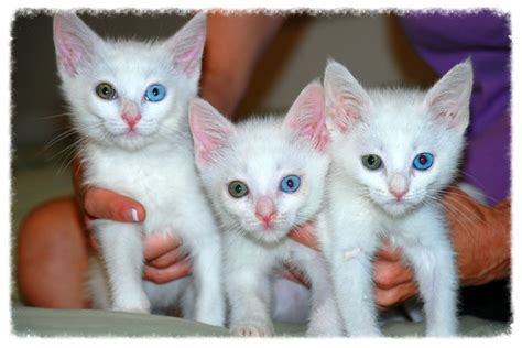 Odd-eyed Cats - bi-colored eyes - blue eyes - Savvy Pet Care