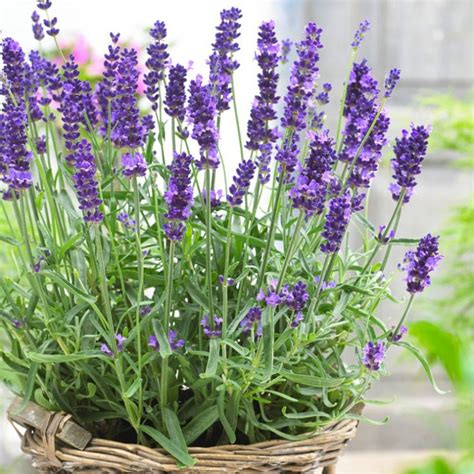 How to Grow Lavender | Growing Lavender in pots | Lavender plant care ...