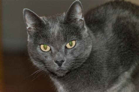 Grey Cat With Yellow Eyes Photograph by Ray Sheley - Pixels