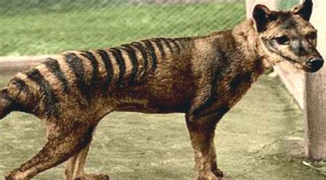 Tasmanian Tiger 'Spotted In The Wild' Despite Being Extinct For 80 Years