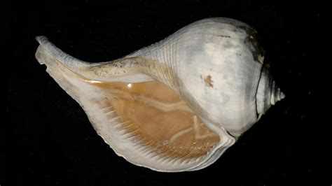 Fossil / Fossilized Whelk sea shell gastropod mollusk collectors ...