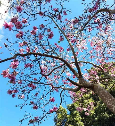 Peak of SF's Gorgeous Annual Magnolia Bloom | SF Botanical Garden