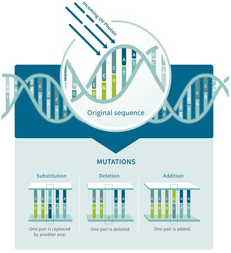 DNA Mutation | AncestryDNA® Learning Hub