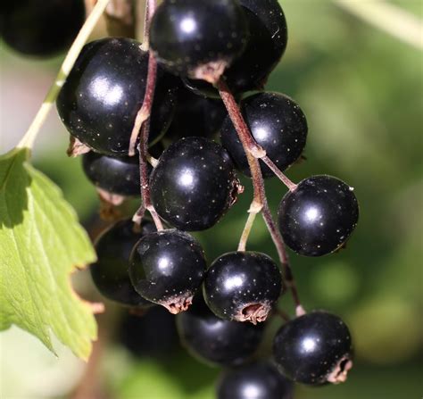 Creme de cassis, deliciosas história e receitas | VEJA RIO