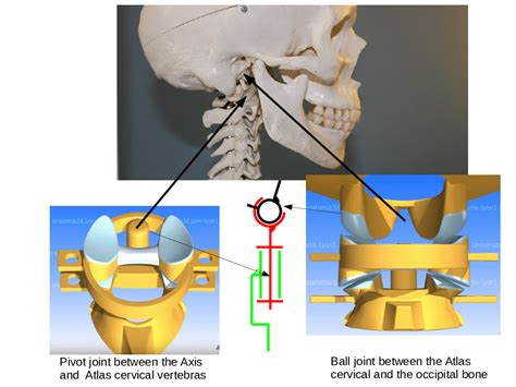 Pivot Joint Neck