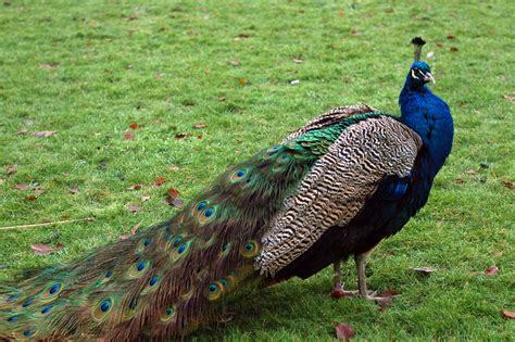 Peacock Free Stock Photo - Public Domain Pictures