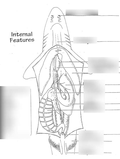 Spiny dogfish shark internal anatomy Diagram | Quizlet