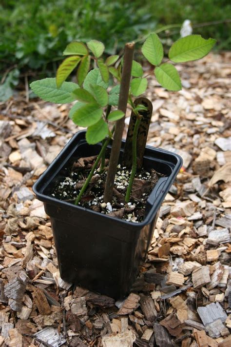 Rose Propagation instructions to help you multiply your roses by stem ...